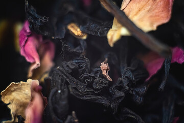 black tea