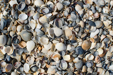 Shells on sea beach, close up
