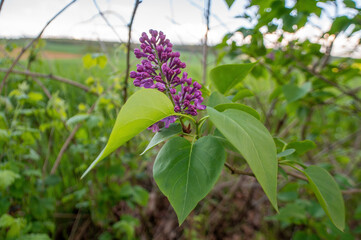 purple lilac blossom in the morning light