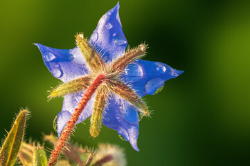 strong blue borage bloom in the morning light