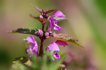 pink nettle blossom in the morning light