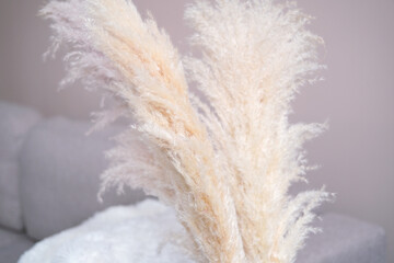 Pampas grass in a red glass vase stay on the floor close to the sofa. Cortaderia selloana. Front view. Home decor.