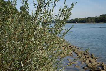 Scenic view on river Rhine from the Neuburg shore on a sunny day, Neuburg am Rhein, Rhineland Palatinate, Germany

