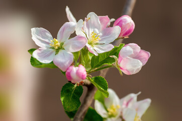 Naklejka na ściany i meble delicate apple blossom blooms on a branch