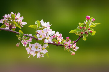 delicate apple blossom blooms on a branch