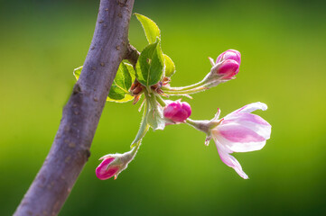 delicate apple blossom blooms on a branch