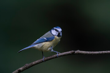  Eurasian Blue Tit (Cyanistes caeruleus) on a branch in a dark forest of Noord Brabant in the Netherlands.                                     