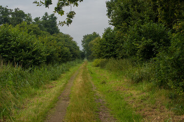 Fototapeta na wymiar pedestrian path in the summer field