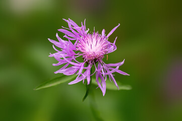 vigorous pink cornflower bloom in the morning light