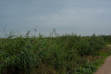 Fototapeta na wymiar grass field