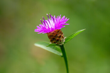 vigorous pink cornflower bloom in the morning light