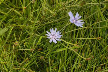 chicory flowers in the grass