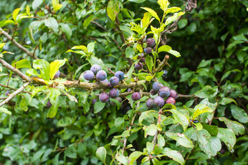 branch of the blackthorn tree in the forest 