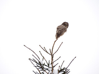 OLYMPUS DIGITAL CAMERA © ukasz