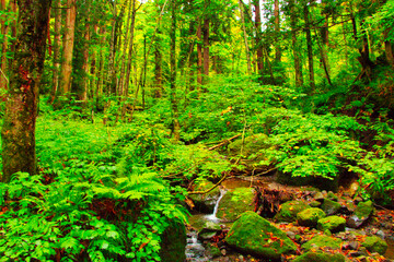 Togakushi Shrine, Okusya Headband