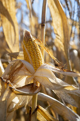 A ripe ear of corn on a dry branch in the field, illuminated by bright sunlight.