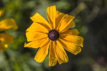 Bloom of Rudbeckia or rudbekia fulgida, Goldstrum, yellow orange coneflower