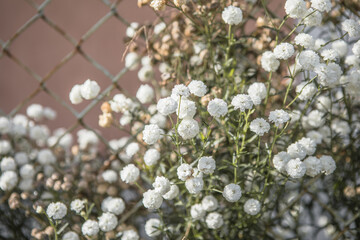 closeup gypsophila on blur background of other gypsophila
