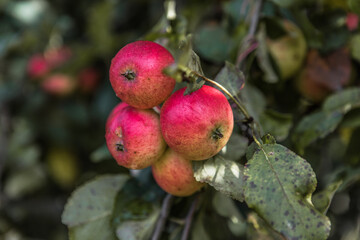 Bunches of  ripe apples on a branch of an apple tree, brightly lit by the sun. Harvest concept