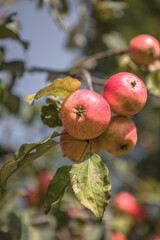 Bunches of  ripe apples on a branch of an apple tree, brightly lit by the sun. Harvest concept