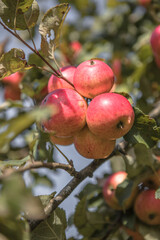 Bunches of  ripe apples on a branch of an apple tree, brightly lit by the sun. Harvest concept