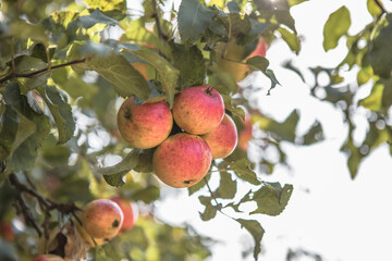 Bunches of  ripe apples on a branch of an apple tree, brightly lit by the sun. Harvest concept