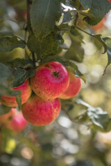 Bunches of  ripe apples on a branch of an apple tree, brightly lit by the sun. Harvest concept