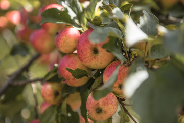 Bunches of  ripe apples on a branch of an apple tree, brightly lit by the sun. Harvest concept