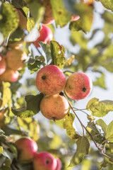 Bunches of  ripe apples on a branch of an apple tree, brightly lit by the sun. Harvest concept