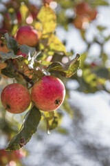 Bunches of  ripe apples on a branch of an apple tree, brightly lit by the sun. Harvest concept