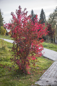 Multicolored foliage Cotoneaster lucidus in forest. Autumn concept