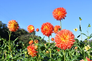 オレンジのダリア青空の下