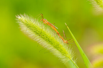 Nephrotoma appendiculata, spotted cranefly