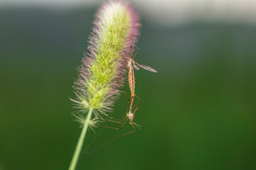 Nephrotoma appendiculata, spotted cranefly