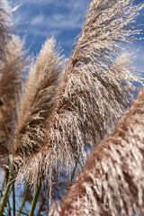 Pampas grass flowers in the wind, Cortaderia