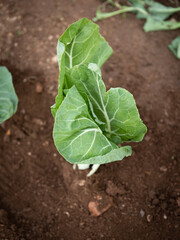 Freshly planted cabbage. Organic farming. 
