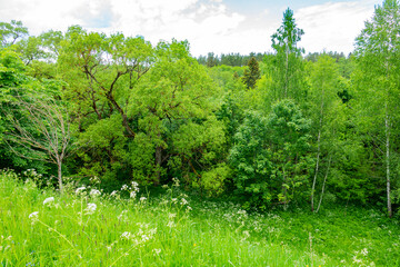 kiepojcice las drzewa puszcza łąka wiosna lato