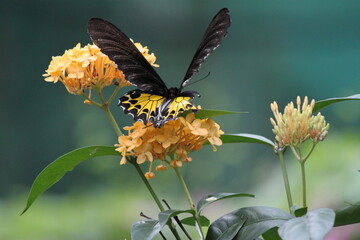 Beautiful butterfly captured in one of the most beautiful gardens in the world
