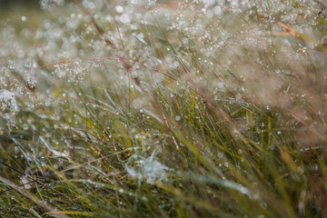 Blurred fresh green grass field in the early morning with dew.  Green grass with bokeh. Nature background. Clean environment.