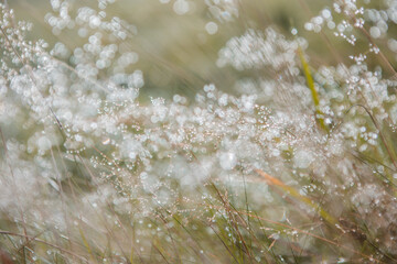 Blurred fresh green grass field in the early morning with dew.  Green grass with bokeh. Nature background. Clean environment.