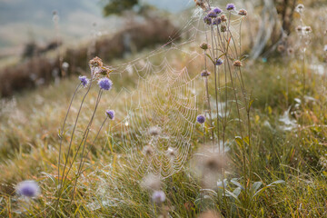 Close-up of a spider web with raindrops on a green background.