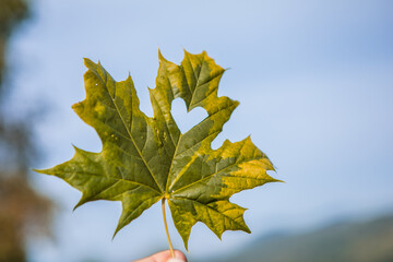 Fall and Autumn Season Concept, Closeup of Hand holding a Maple Leaf cut out as Heart in Sunny Day.