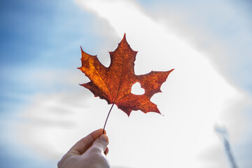 Fall and Autumn Season Concept, Closeup of Hand holding a Maple Leaf cut out as Heart in Sunny Day.