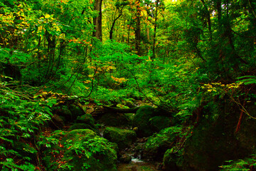 Togakushi Shrine, Okusya Headband Japan