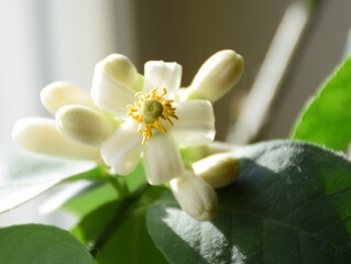 lemon flower