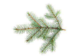 spruce branch isolated