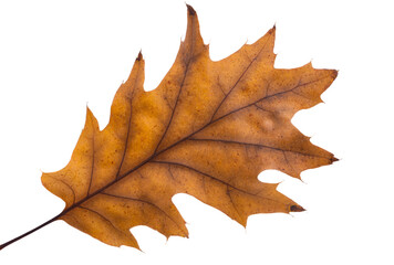 oak autumn leaves isolated