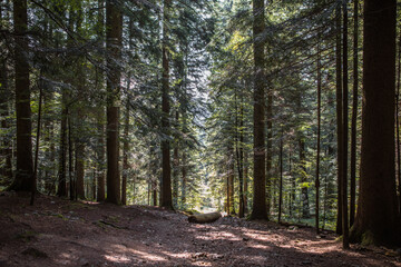 Summer forest landscape in sunny weather - trees and narrow path lit by soft sunlight.