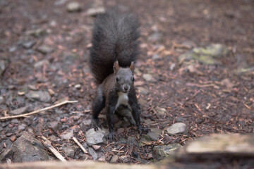 Squirrel with fluffy black  in Summer forest landscape
