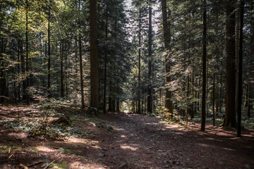Obraz premium Summer forest landscape in sunny weather - trees and narrow path lit by soft sunlight.